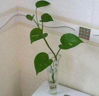 適合放在廁所的植物 什麼是發財包